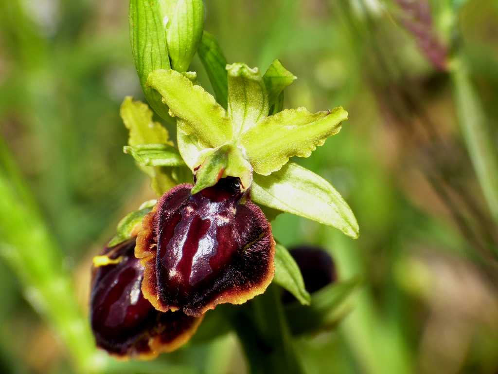 Ophrys di Ostia